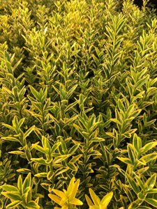 EUONYMUS J. MICRO. AUREOVARIEGATUS