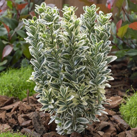 EUONYMUS J. WHITE SPIRE