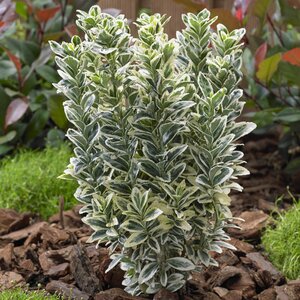 EUONYMUS J. WHITE SPIRE