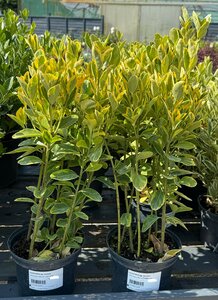 EUONYMUS jap. Aureus