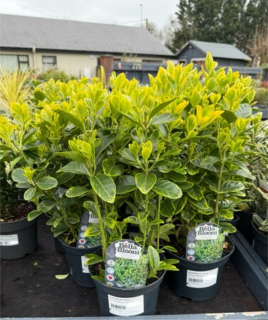 EUONYMUS jap. Aureus