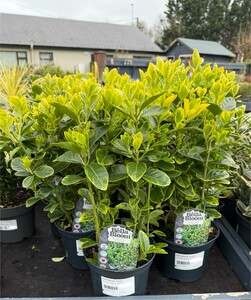 EUONYMUS jap. Aureus