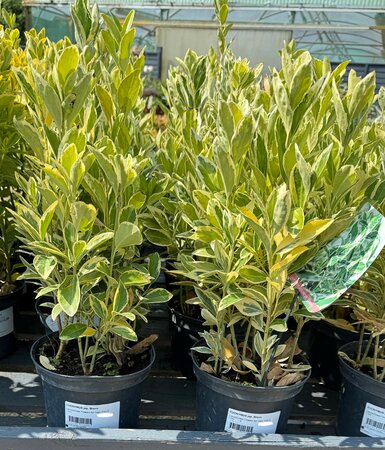 EUONYMUS jap. Bravo