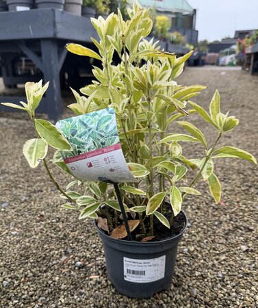 EUONYMUS jap. Bravo
