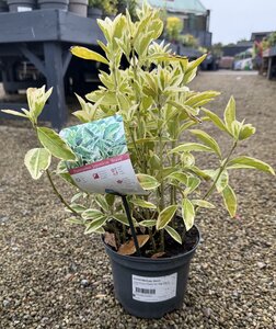 EUONYMUS jap. Bravo