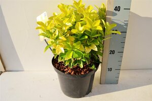 Euonymus jap. 'Eldorado'®