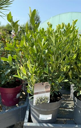 Euonymus jap. 'Extravaganza'®