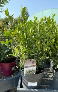 Euonymus jap. 'Extravaganza'®