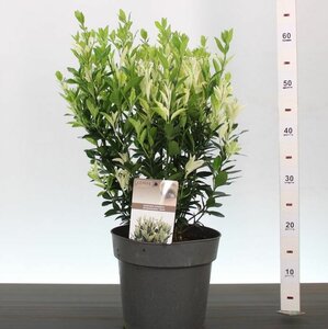 Euonymus jap. 'Extravaganza'®