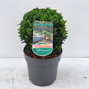 Euonymus jap. 'Green Spire' 20-25 CM BALL