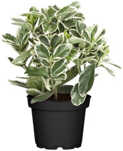 Euonymus jap. 'Himalaya'