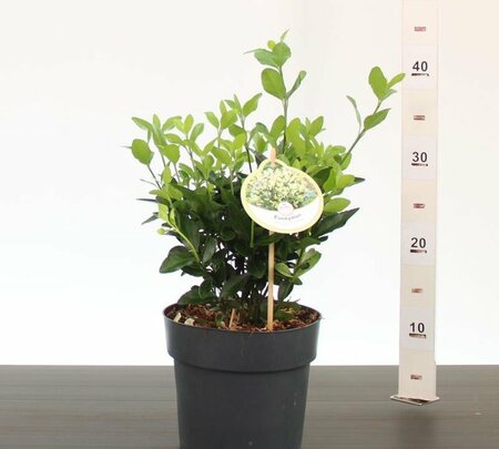 Euonymus jap. 'Himalaya'