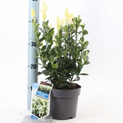 Euonymus jap.himalaya