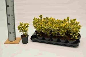 Euonymus jap.marieke
