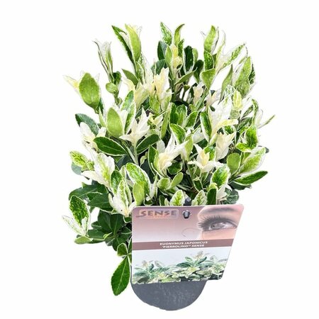 Euonymus jap. 'Pierrolino'
