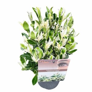 Euonymus jap. 'Pierrolino'