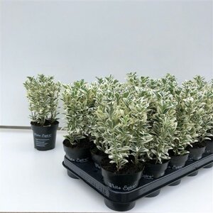 Euonymus jap.white spire