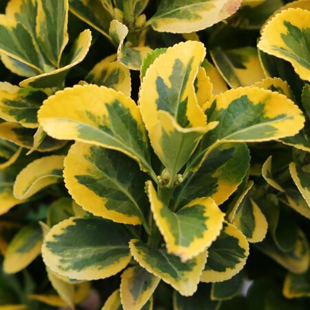 EUONYMUS JAPONICA MARIEKE