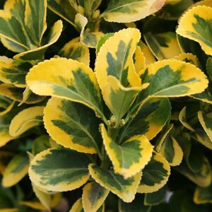 EUONYMUS JAPONICA MARIEKE