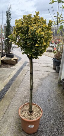 Euonymus Japonicus Aureus Stem (Stem 80cm )