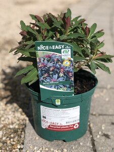 Euphorbia amygd. 'Purpurea' (Rubra) - image 1