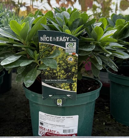 Euphorbia amygd. var. robbiae
