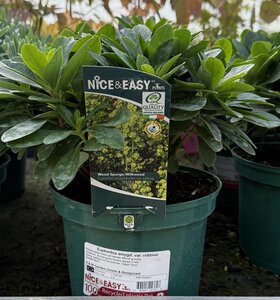 Euphorbia amygd. var. robbiae