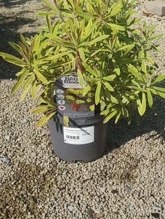 EUPHORBIA Ascot Rainbow