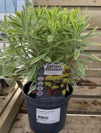 EUPHORBIA Ascot Rainbow