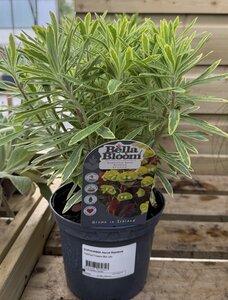 EUPHORBIA Ascot Rainbow