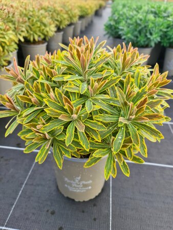 EUPHORBIA ASCOT RAINBOW