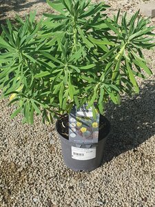 EUPHORBIA char. wulfenii