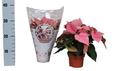 Euphorbia 'Christmas Feelings Pink'