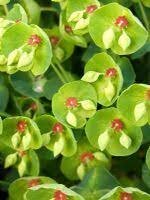 Euphorbia colibri