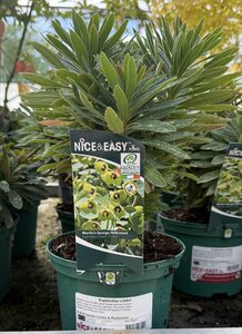 Euphorbia colibri