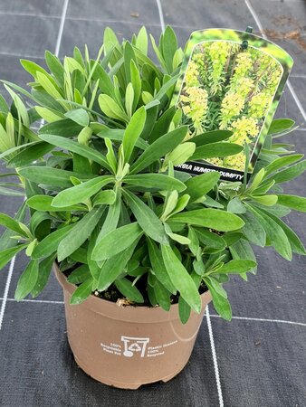 EUPHORBIA HUMPTY DUMPTY