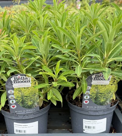 EUPHORBIA melifera