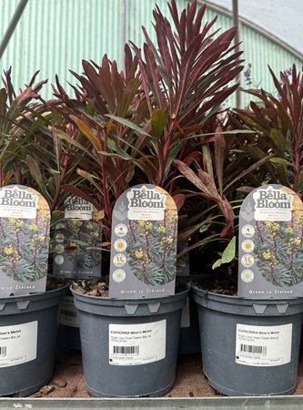 EUPHORBIA Miner's Merlot 2L