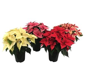 Euphorbia (Poinsettia) 'Christmas Feelings'