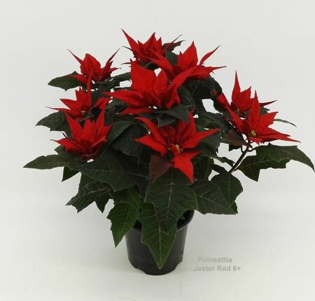 Euphorbia (Poinsettia) 'Jester Red'
