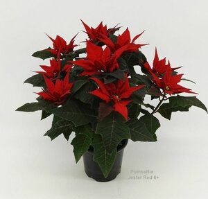 Euphorbia (Poinsettia) 'Jester Red'