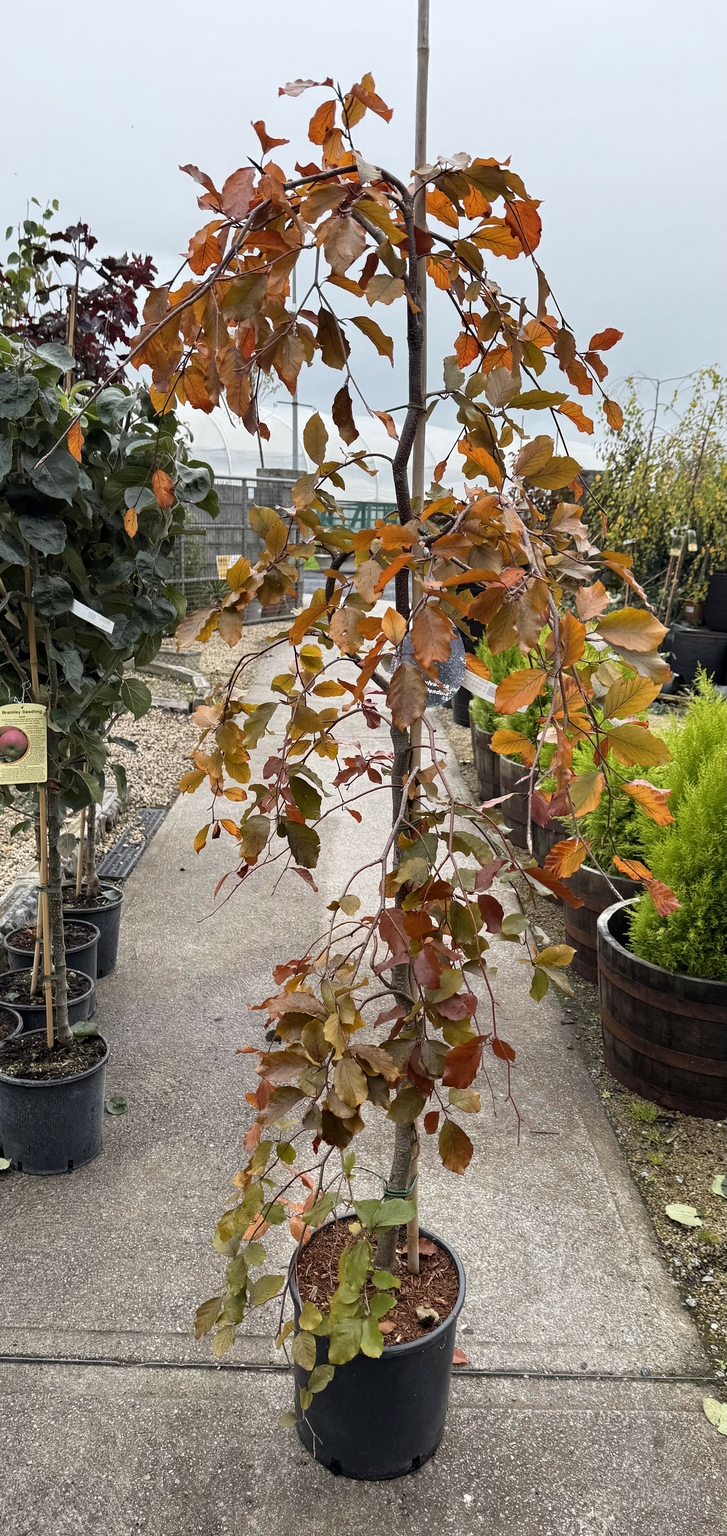FAGUS S.PURPUREA PENDULA - D and M Garden Centre