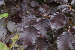 Fagus syl. 'Atropunicea'