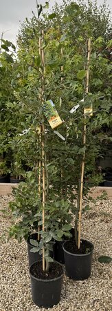 FAGUS SYLVATICA