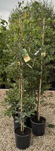 FAGUS SYLVATICA