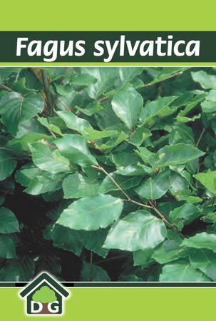 Fagus sylvatica