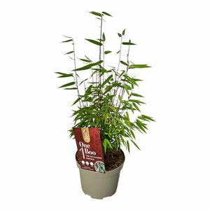 Fargesia 'Red Dragon'  2 Ltr pot