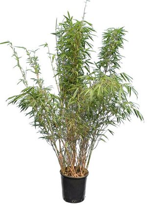 Fargesia rufa / 10 Ltr pot