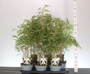 Fargesia rufa 1.5 Ltr pot