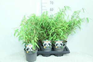 Fargesia rufa  2 Ltr pot